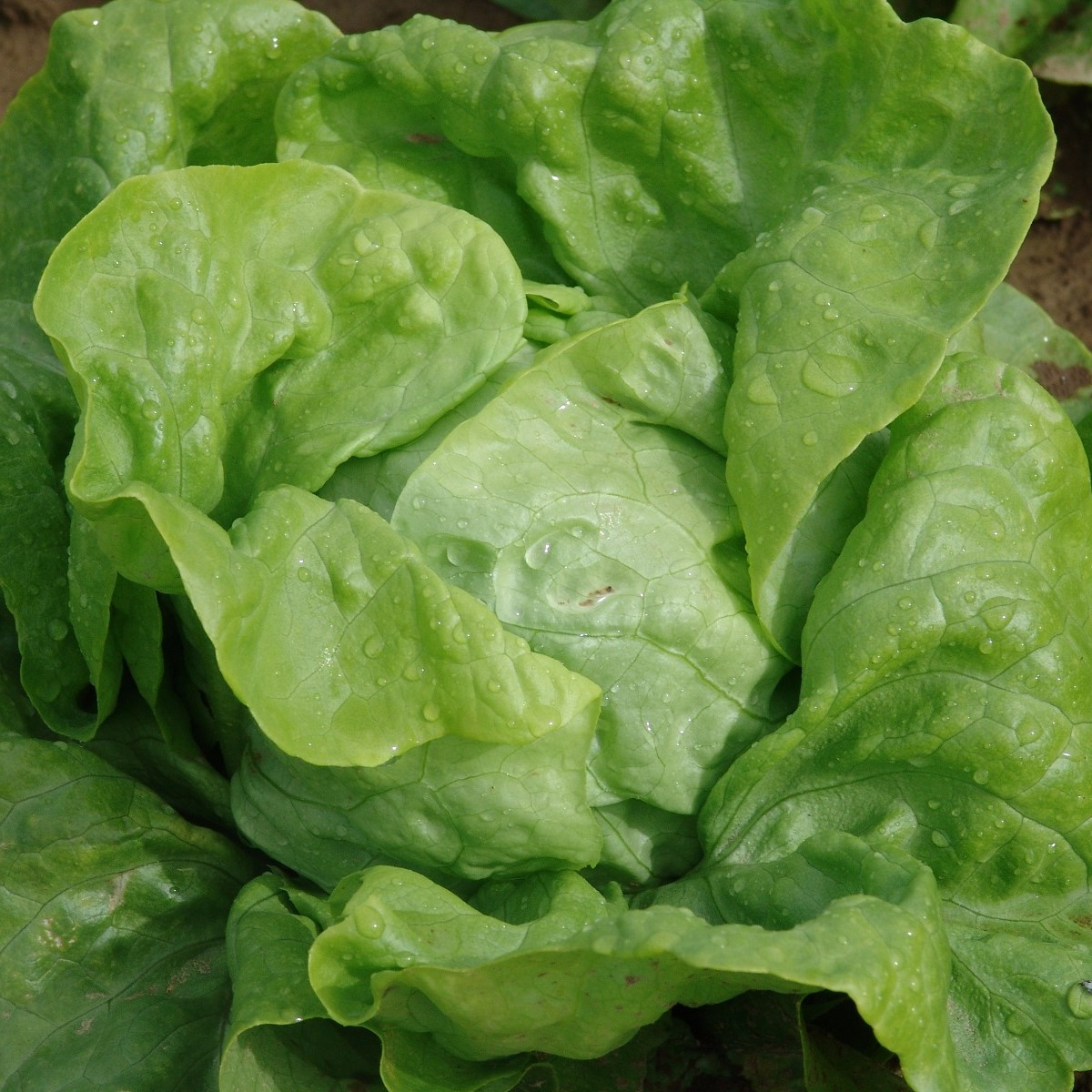 Salát hlávkový Dětenická atrakce - Lactuca sativa - semena salátu - 300 ks
