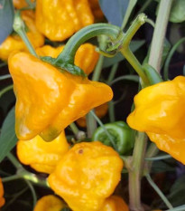 Chilli žluté Mushroom - Capsicum annuum - semena chilli - 6 ks