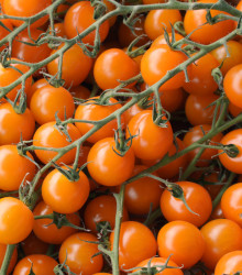 Rajče Aprikola F1 - Solanum lycopersicum - semena rajčete - 7 ks
