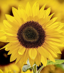 Slunečnice Sunspot - Helianthus annuus - semena slunečnice - 15 ks