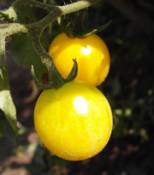 Rajče žluté Cerise - Lycopersicon esculentum - semena rajčete - 10 ks