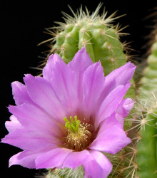Echinocereus viereckii var. viereckii - semena kaktusu - 8 ks