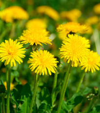 BIO Pampeliška - Taraxacum officinalis - bio semena smetánky - 400 ks