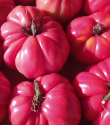 BIO Rajče Bührer-Keel - Solanum lycopersicum - bio semena rajčete - 8 ks