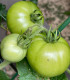 BIO Rajče White Beauty - Solanum lycopersicum - bio semena rajčete - 7 ks