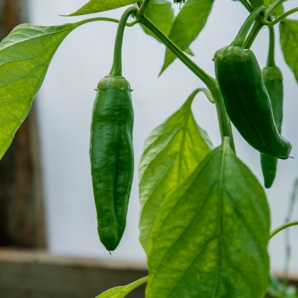 Chilli Aji Pineapple - Capsicum baccatum - semena chilli - 7 ks