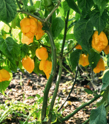 Chilli Carolina Reaper yellow - Capsicum chinense - semena chilli - 5 ks