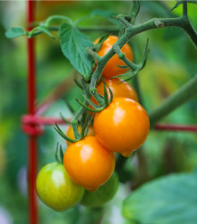 Rajče Sungold F1- Solanum lycopersicum - semena rajčete - 6 ks