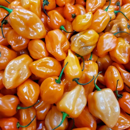 Chilli Bhut Jolokia oranžové - Capsicum chinense - semena chilli - 5 ks