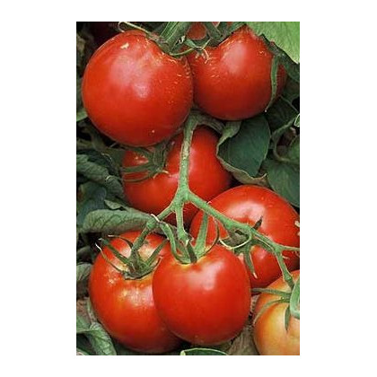 Rajče Legenda - Lycopersicon esculentum - původní odrůdy rajčat - semena rajčat - 6 ks