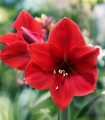 Hvězdník Red Lion - Hippeastrum - cibule hvězdníku - 1 ks