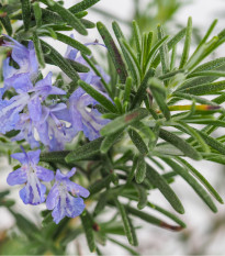 BIO Rozmarýn lékařský - Rosmarinus officinalis - bou semena rozmarýnu - 30 ks