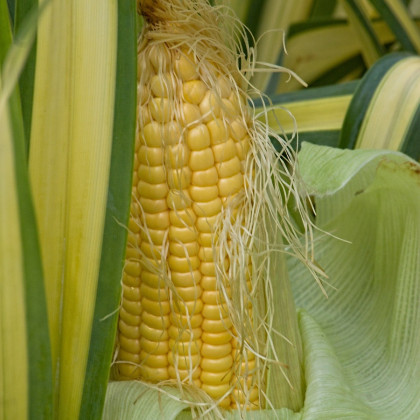BIO Kukuřice cukrová Golden Bantam - Zea mays - bio semena kukuřice - 16 ks