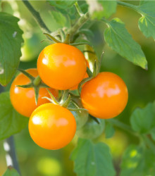 Rajče Yoney F1- Solanum lycopersicum - semena rajčete - 6 ks
