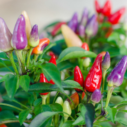 Chilli Bolívijská duha - Capsicum annuum - semena chilli - 6 ks