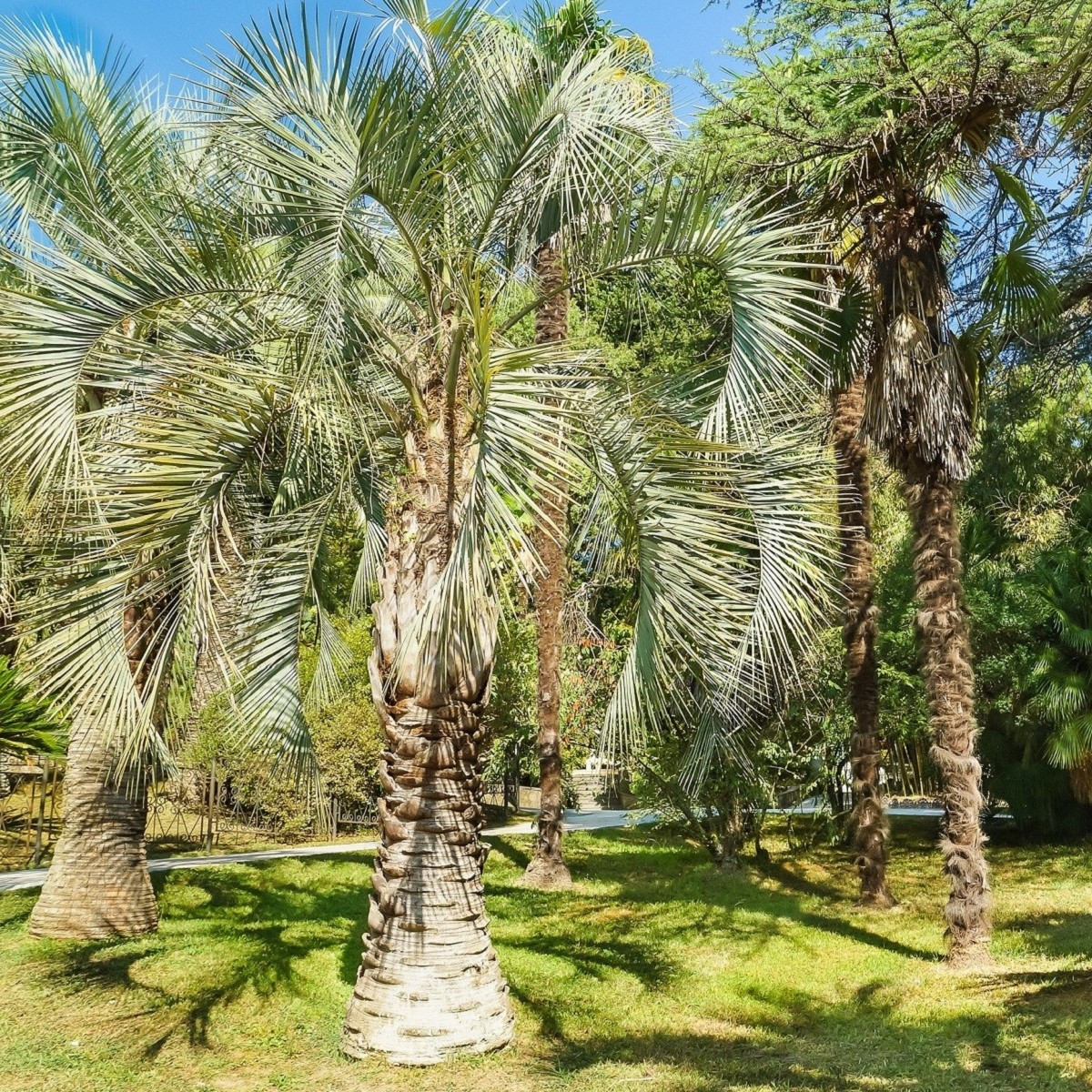 Palma Southern Jelly - Butia odorata - semena palmy - 2 ks