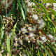 Eukalyptus citrónový - Blahovičník - Corymbia citriodora - semena eukalyptu - 5 ks