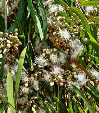 Eukalyptus citrónový - Blahovičník - Corymbia citriodora - semena eukalyptu - 5 ks