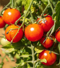 BIO Rajče Primavera - Solanum lycopersicum - bio semena rajčete - 7 ks