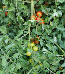 BIO Rajče Primabella PhR - Solanum lycopersicum - bio semena rajčete - 8 ks