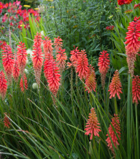 Mnohokvět Nancy Red - Kniphofia - prostokořenné sazenice mnohokvětu - 1 ks