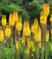 Mnohokvět Minister Verschuur - Kniphofia - prostokořenné sazenice mnohokvětu - 1 ks