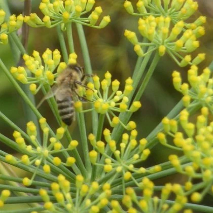 Fenykl obecný - BIO osivo - rostlina Foeniculum vulgare - prodej bio osiva - 2 gr