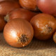 BIO Cibule sazečka Sturon - Allium cepa - bio cibulky - 60 ks