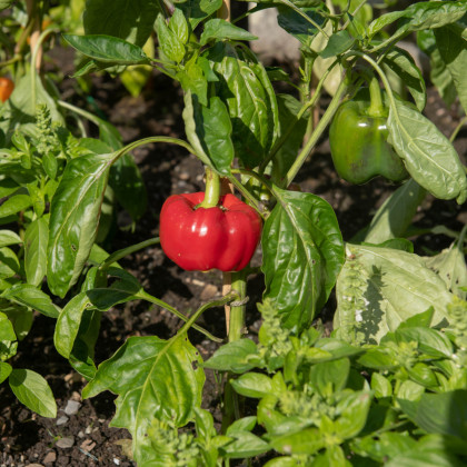 BIO Paprika Bellpepper červená - Capsicum annuum - bio semena papriky - 6 ks