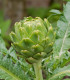 BIO Artyčok Green Globe - Cynara scolymus - bio semena artyčoku - 10 ks