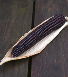 BIO Kukuřice cukrová Tortilla - Zea mays - bio semena kukuřice - 20 ks