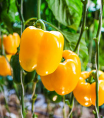 Paprika Snack Yellow - Capsicum annuum - semena papriky - 6 ks