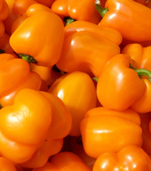 Paprika Snack Orange - Capsicum annuum - semena papriky - 6 ks