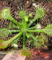 Drosera burkeana- semena- 15 ks