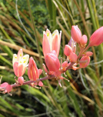 Juka červená - Hesperaloe parviflora - semena juky - 3 ks