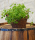 Majoránka zahradní - Majorana hortensis - semena majoránky - 0,5 g