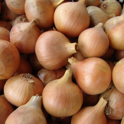 Cibule jarní kuchyňská Všetana - Allium cepa - semena cibule - 200 ks