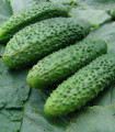 Okurka nakládačka Zuzana F1 - Cucumis sativus - semena okurky - 30 ks