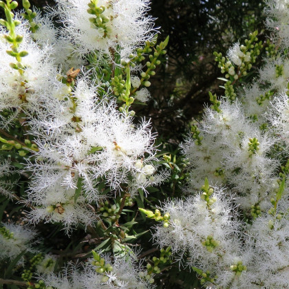 Čajovníkový strom - Melaleuca acuminata - semena čajovníku - 50 ks
