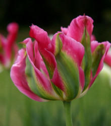 Tulipán Groenland - Tulipa - cibule tulipánu - 3 ks
