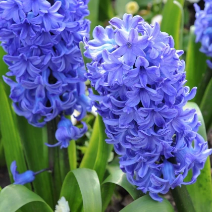 Hyacint Blue Jacket - Hyacinthus - cibule hyacintu - 1 ks