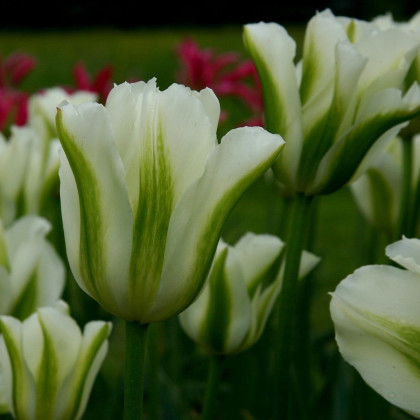 Tulipán Spring Green - Tulipa - cibule tulipánu - 3 ks
