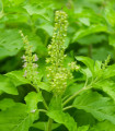 Bazalka indická Tulsi - Ocimum tenuiflorum - semena bazalky - 50 ks