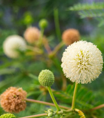 Divoká mimóza - Leucaena leucocephala - semena mimózy - 7 ks