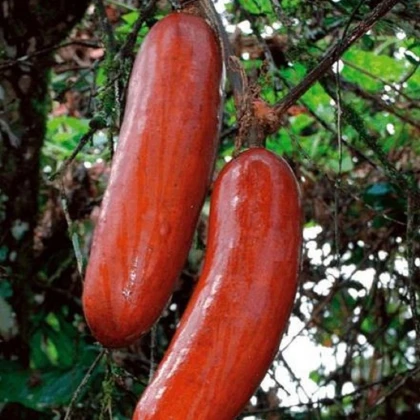 Muškátová okurka - Sicana odorifera - semena okurky - 6 ks