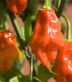 Chilli oranžové Habanero - Capsicum chinense - semena chilli - 6 ks