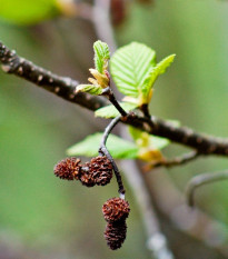 Olše šedá - Alnus incana - semena olše - 8 ks