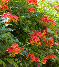 Trubač kořeňující - Campsis radicans - semena trubače - 10 ks