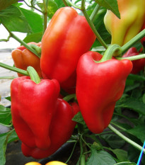 Paprika Andrea - Capsicum annuum - semena papriky - 20 ks