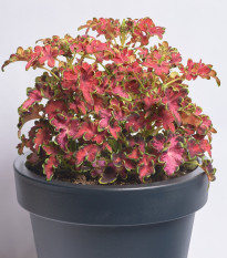 Africká kopřiva Wizard Velvet Rose - Coleus blumei - semena africké kopřivy - 30 ks